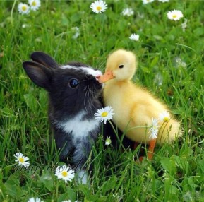 Rabbit and Duck