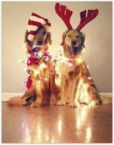 golden-retrievers-cute-holiday-christmas-picture-2012